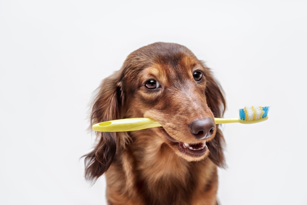 Cuidado dental en perros y gatos – perro con cepillo de dientes en la boca