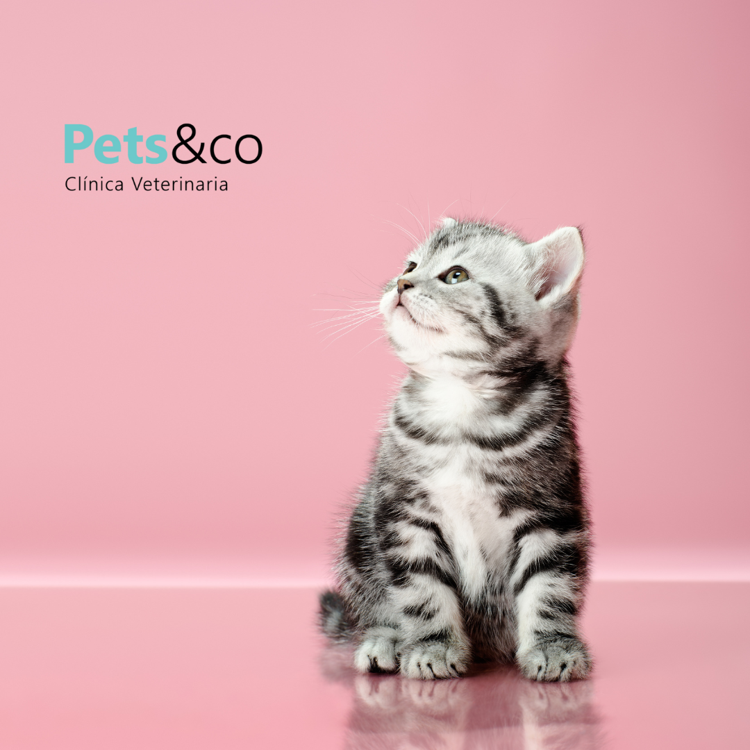 gatito precioso representando planes de salud