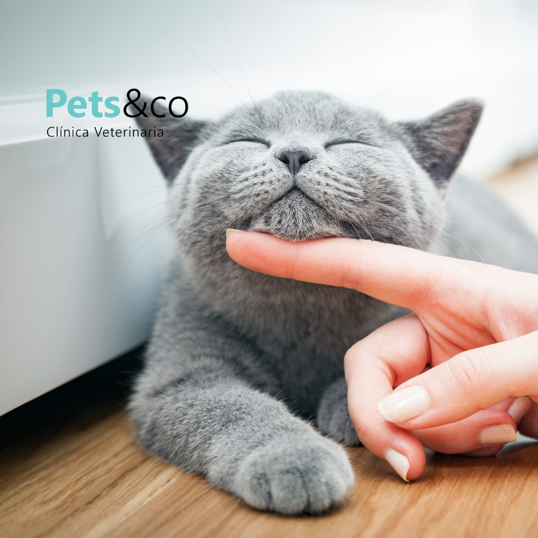 Gato agusto siendo acariciado