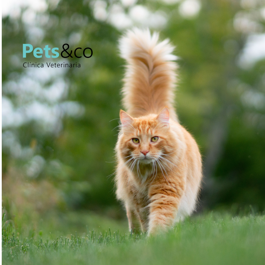 Gato mayor paseando saludable por el campo