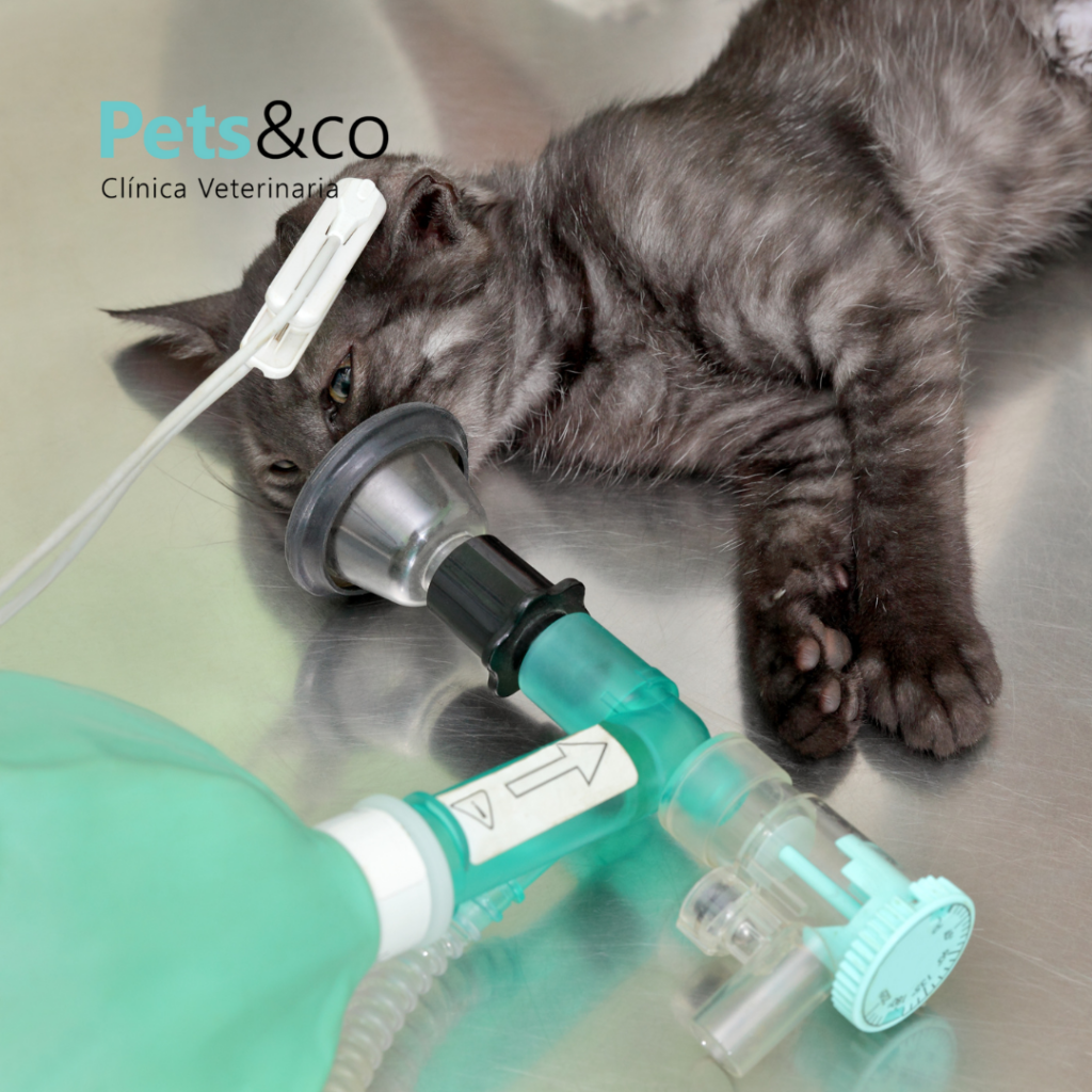 GATO En urgencias fuera de horario, confía en nuestro hospital de referencia

