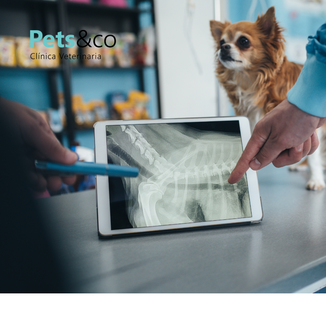 perro mirando  Diagnóstico veterinario express con ecografía y rayos X