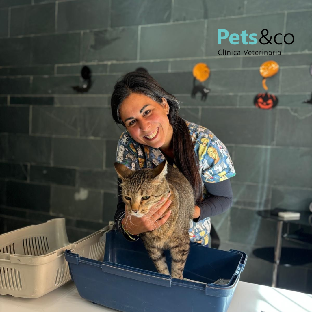 Dra. Cristina Felez Esteban Directora del Equipo Médico Veterinario – Desparasitación veterinaria para gatos en Sevilla
