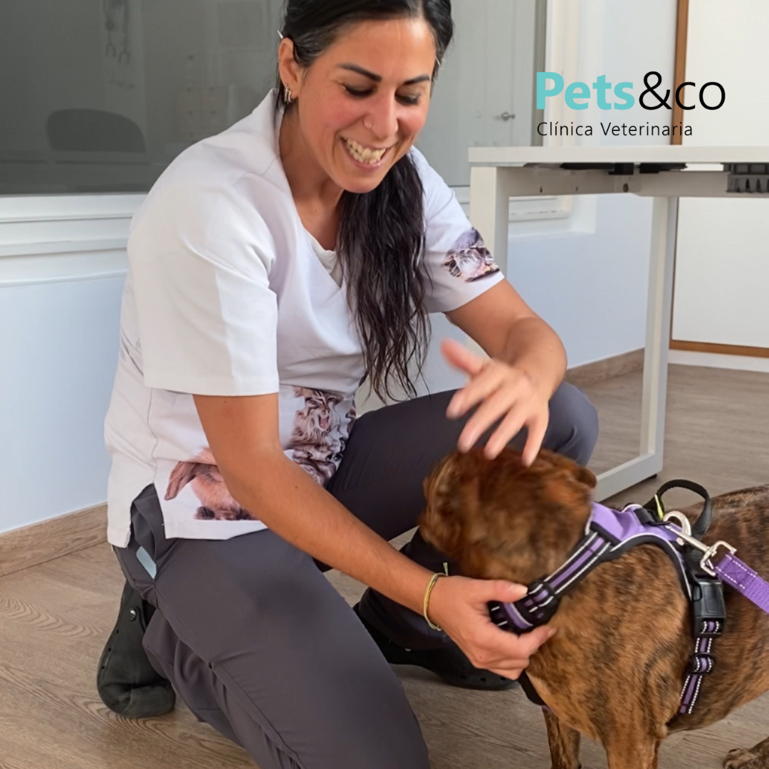 Foto Veterinaria con perro y gato