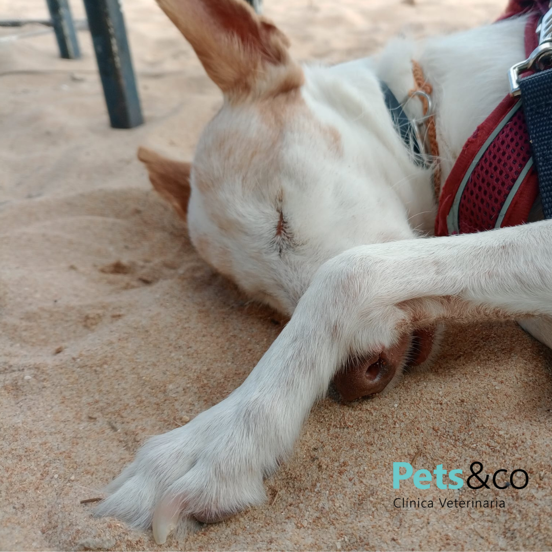 Margarita, podenca andaluza rescatada con historia