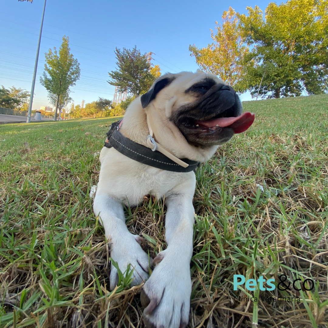 Roxy, nuestra carlina supervisora, “la jefa” de la casa