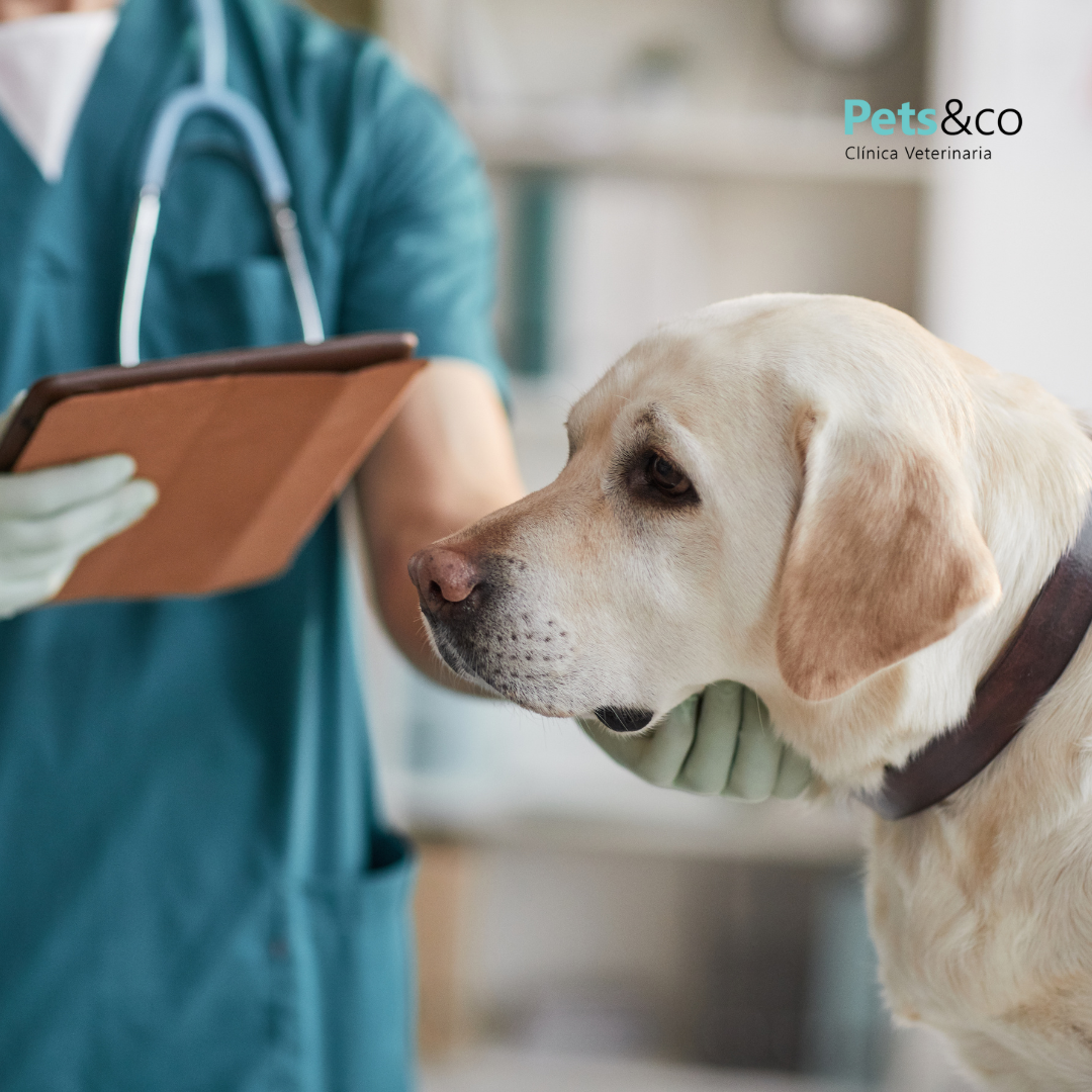 Consulta veterinaria de desparasitación en Sevilla – perro siendo revisado por el veterinario en Pets&Co
