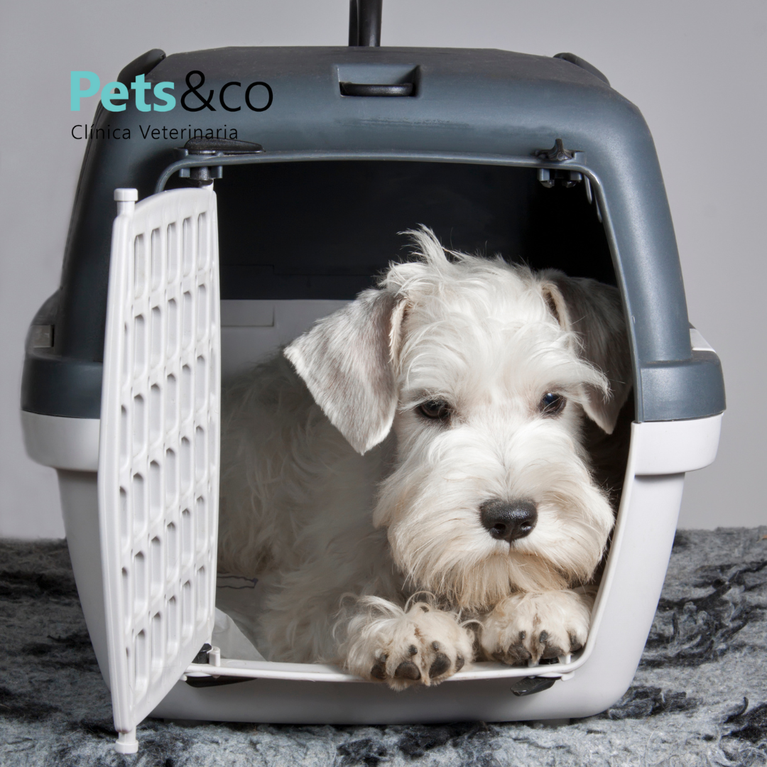 Gato en la clínica veterinaria por una urgencia durante el día