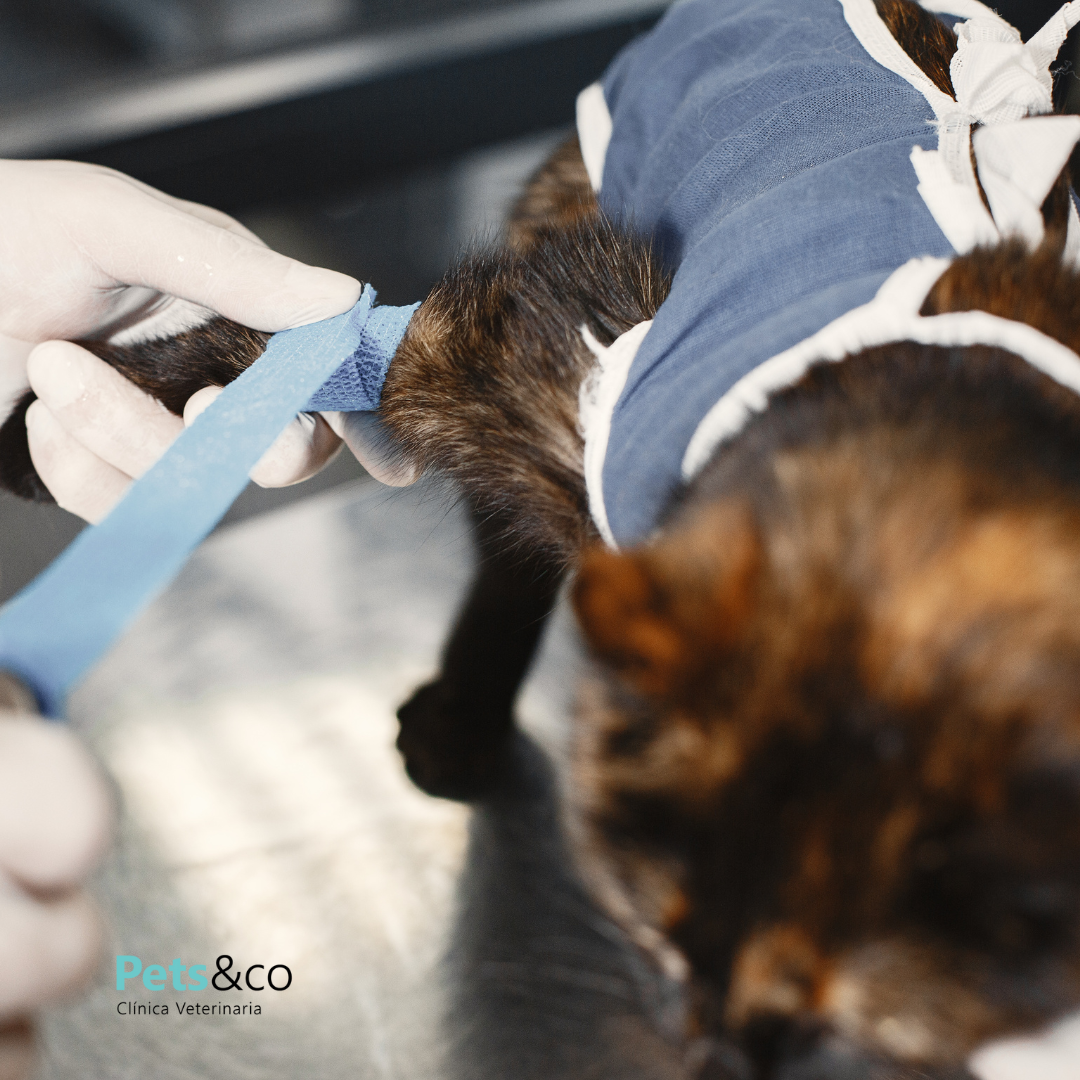 Veterinario tomando muestra para analítica preanestésica en consulta veterinaria de Sevilla

