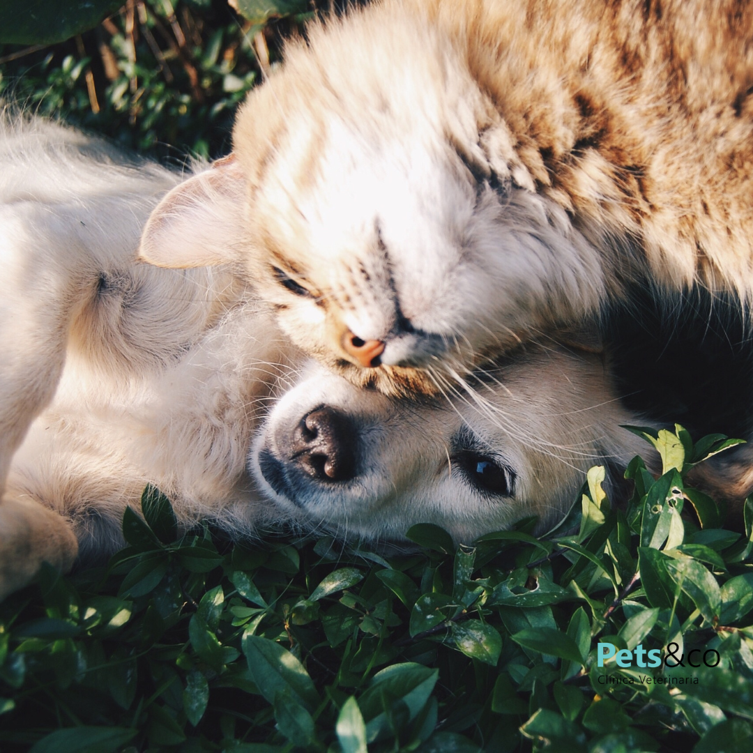 Desparasitación en perros y gatos – perro y gato sanos con productos antiparasitarios