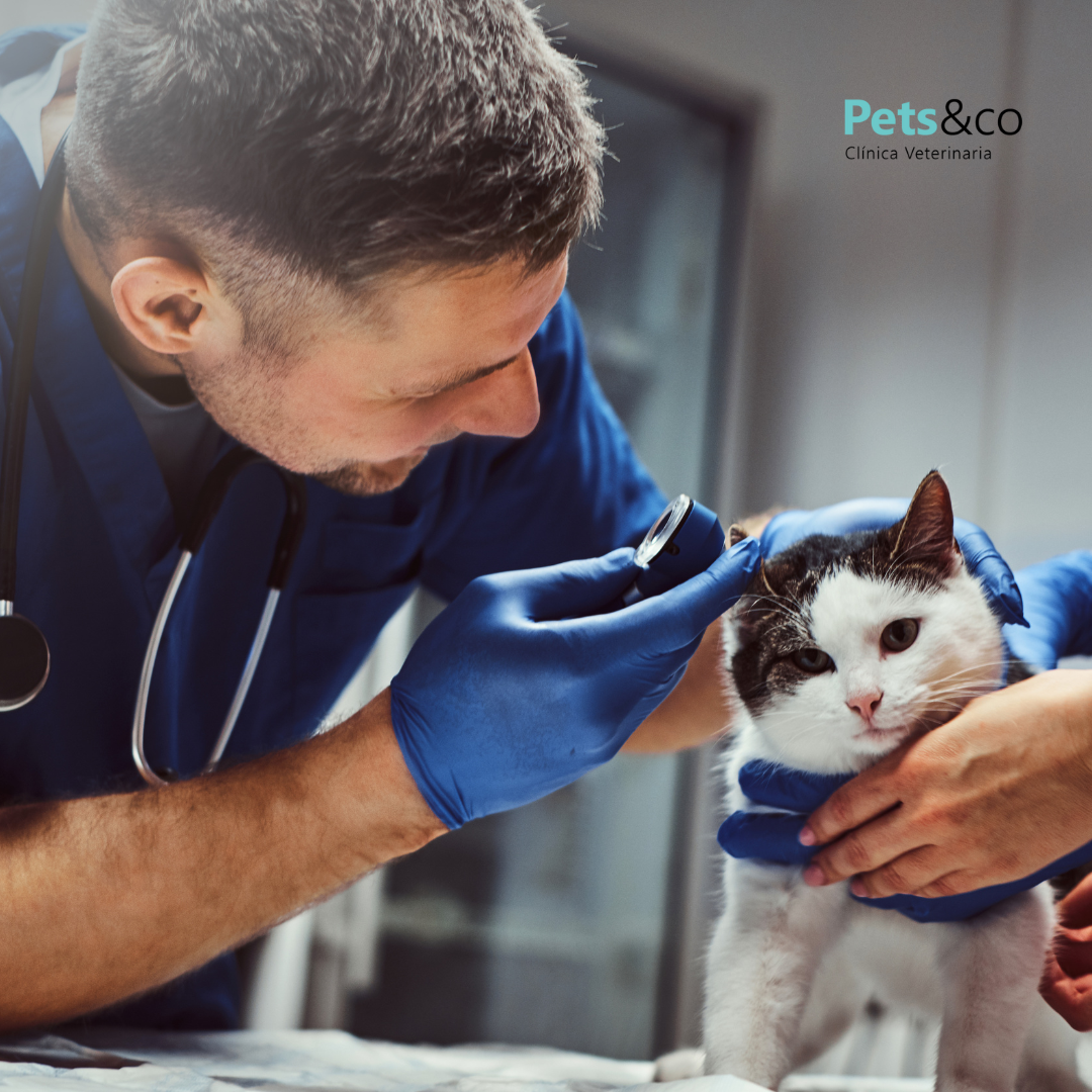 Veterinario realizando una revisión a un gato en consulta – plan de salud veterinario en Sevilla con Pets&Co